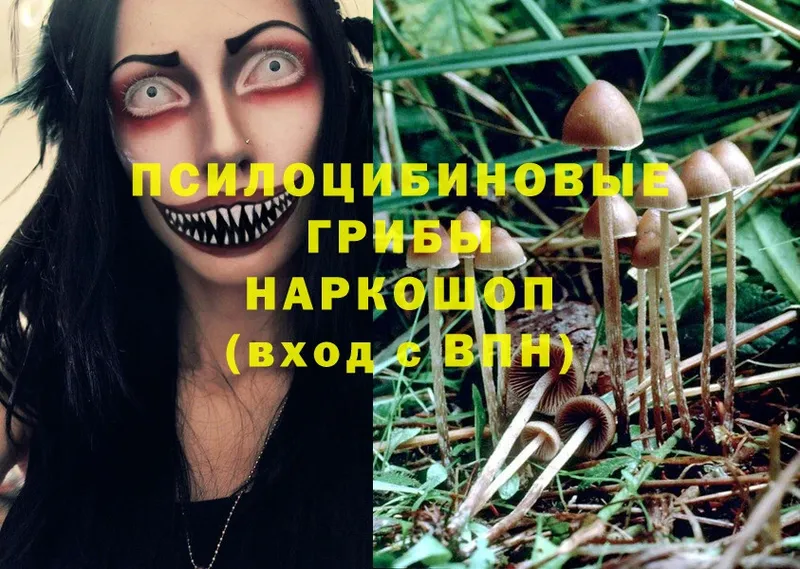 сколько стоит  Вятские Поляны  Галлюциногенные грибы Psilocybe 